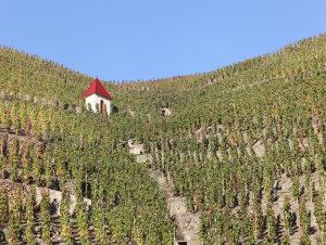 Lire la suite à propos de l’article Côte-Rôtie, viticulture héroïque
