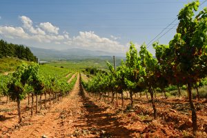 Lire la suite à propos de l’article Le Bierzo, royaume de la Mencia