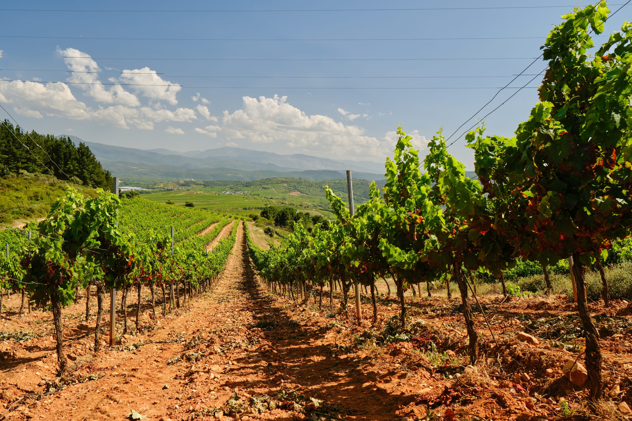 Lire la suite à propos de l’article Le Bierzo, royaume de la Mencia