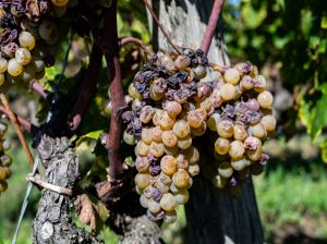 Lire la suite à propos de l’article Sauternes, de l’or en bouteille