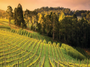 Lire la suite à propos de l’article Barossa, la star australienne