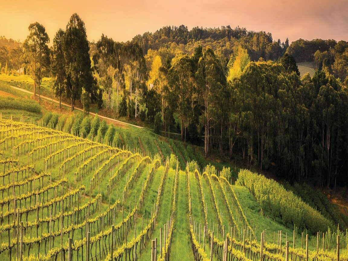 barossa