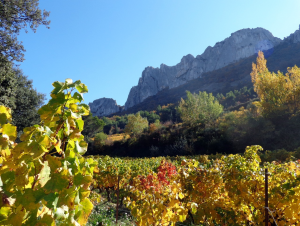 Lire la suite à propos de l’article Beaumes-de-Venise, des vins tout en dentelles
