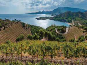 Lire la suite à propos de l’article Empordà, la Costa Brava version vin