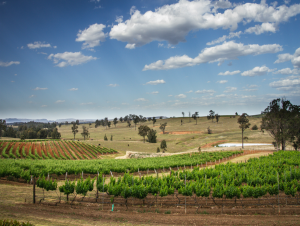 Lire la suite à propos de l’article Hunter Valley et ses vieux Sémillons