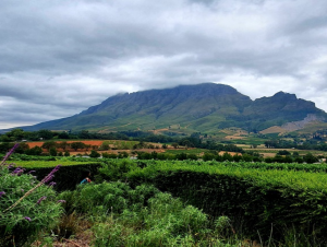 Lire la suite à propos de l’article Stellenbosch, l’âme du vin sud-africain