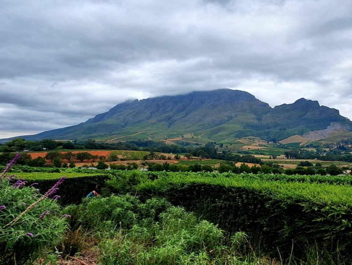 Lire la suite à propos de l’article Stellenbosch, l’âme du vin sud-africain