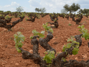 Lire la suite à propos de l’article Utiel-Requena, terre de Bobal