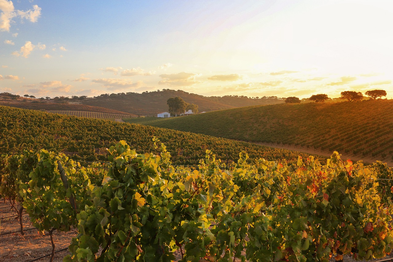 Lire la suite à propos de l’article L’Alentejo, le vin au-delà du Tage