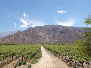 Lire la suite à propos de l’article Cafayate prend de la hauteur