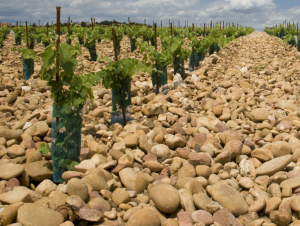 Lire la suite à propos de l’article Châteauneuf-du-Pape, la star du Rhône Sud