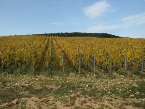 Lire la suite à propos de l’article Corton et Corton-Charlemagne, terres d’empereurs