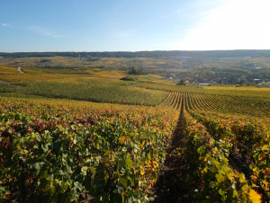 Lire la suite à propos de l’article Les Coteaux Champenois, l’autre visage de la Champagne