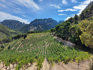 Lire la suite à propos de l’article Gigiondas, terre de Grenache
