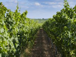 Lire la suite à propos de l’article Marsannay, des vins qui ont la côte!