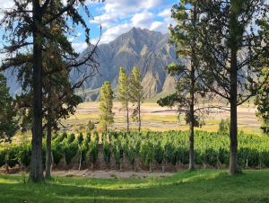 Lire la suite à propos de l’article Mendoza, capitale du vin argentin