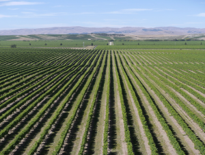 Lire la suite à propos de l’article Marlborough, terre de Sauvignon