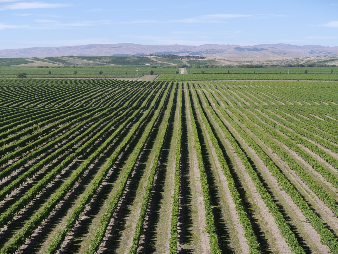 Lire la suite à propos de l’article Marlborough, terre de Sauvignon