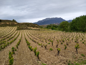 Lire la suite à propos de l’article La Rioja, royaume du Tempranillo