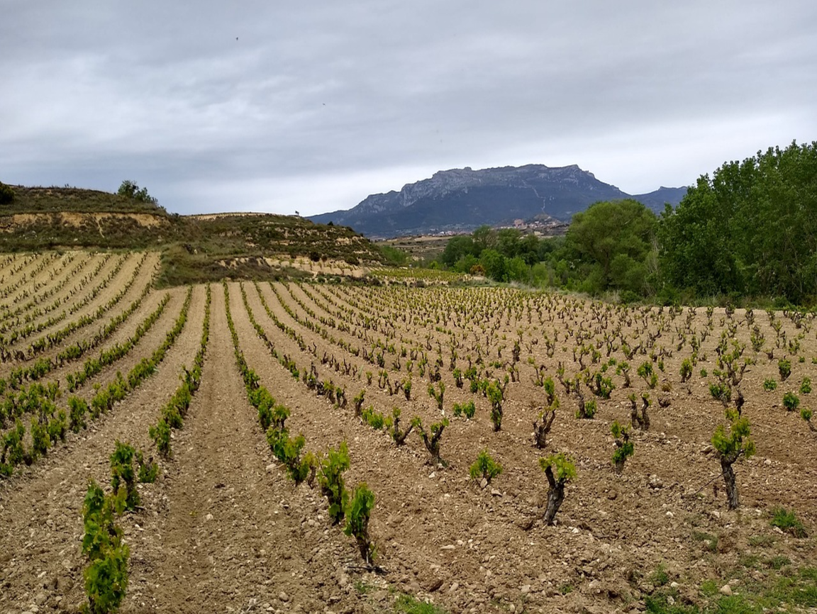 Lire la suite à propos de l’article La Rioja, royaume du Tempranillo