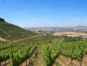 Lire la suite à propos de l’article Naoussa, royaume du Xinomavro