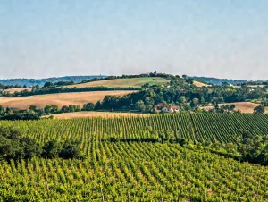 Lire la suite à propos de l’article Mercurey, l’outsider bourguignon