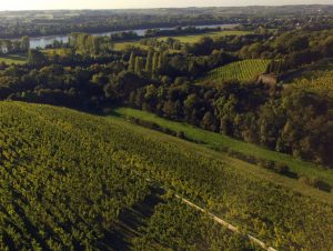 Lire la suite à propos de l’article Savennières, le Grand Cru de Loire