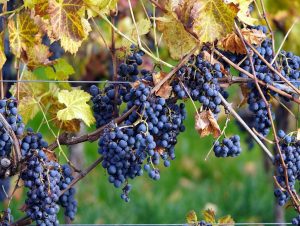 Lire la suite à propos de l’article Cabernet franc, Chinon rien…