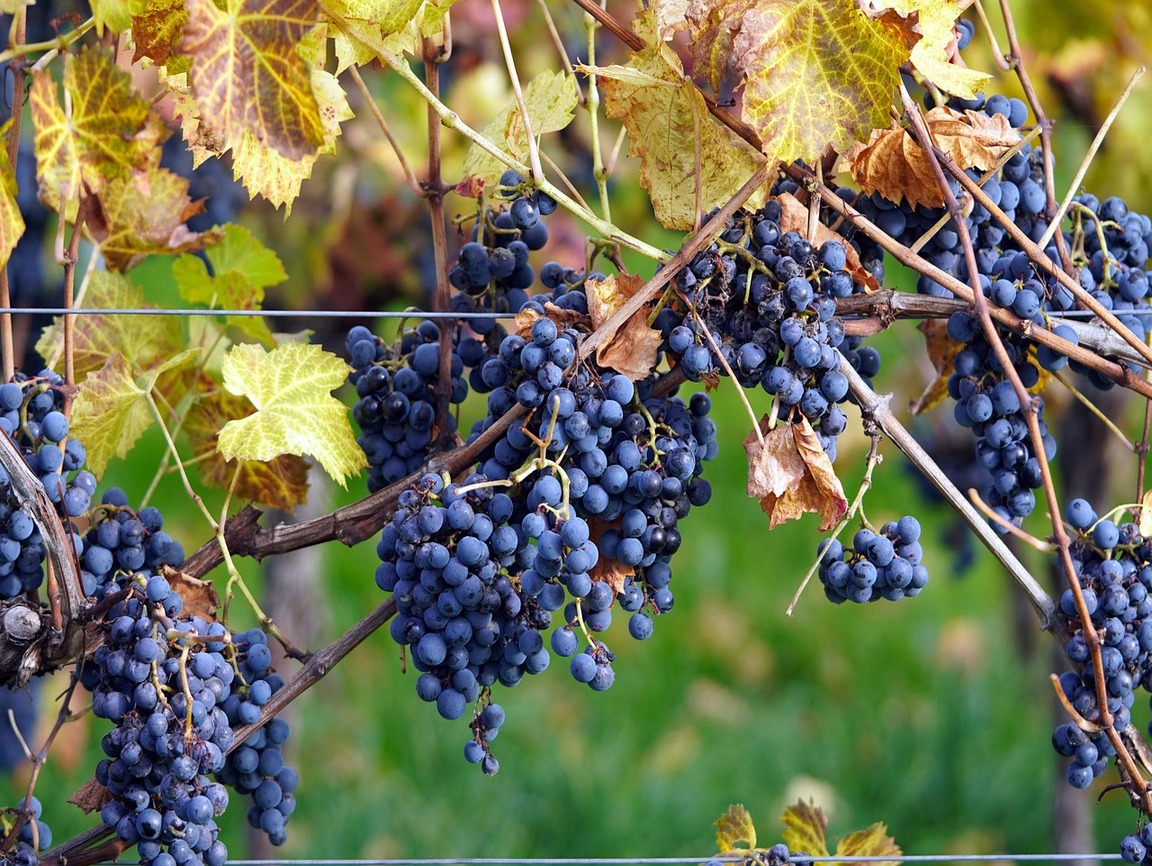 chinon