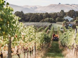 Lire la suite à propos de l’article Martinborough, l’excellence du Pinot Noir