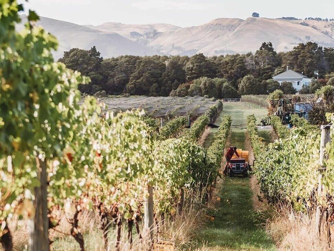 Lire la suite à propos de l’article Martinborough, l’excellence du Pinot Noir