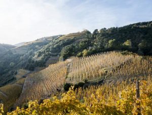 Lire la suite à propos de l’article Cornas, la valeur sûre du Rhône