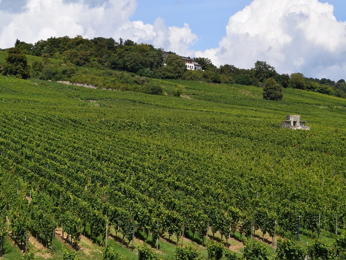 Lire la suite à propos de l’article Le Rheingau, vignoble d’exception