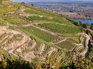 Lire la suite à propos de l’article Condrieu, terre du viognier
