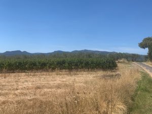 Lire la suite à propos de l’article Les Terrasses du Larzac, le bijou du Languedoc (versions 2025)