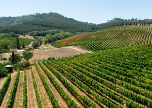 Lire la suite à propos de l’article Ribera del Duero, la puissance espagnole