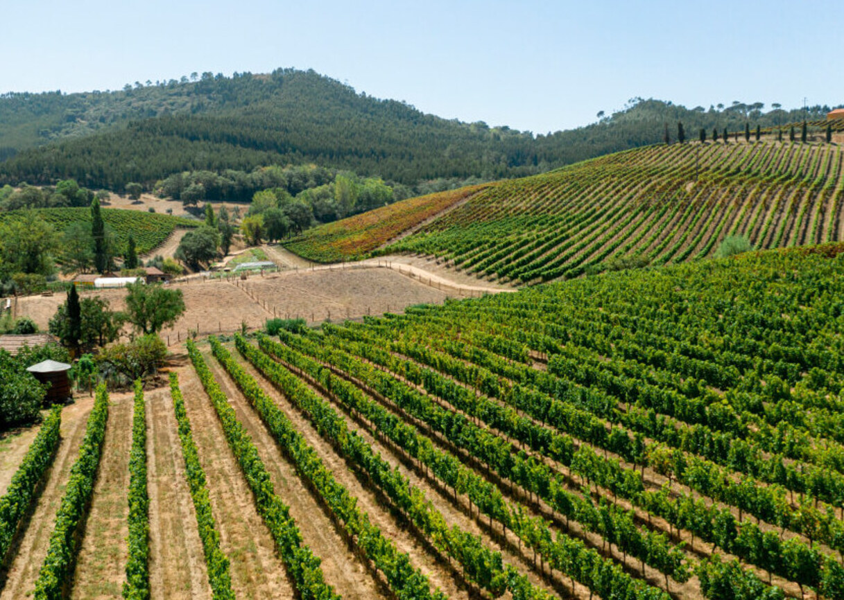 Lire la suite à propos de l’article Ribera del Duero, la puissance espagnole