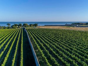 Lire la suite à propos de l’article île de Ré, île de vins