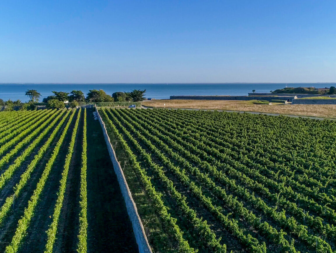 Lire la suite à propos de l’article île de Ré, île de vins