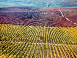 Lire la suite à propos de l’article Rueda, l&rsquo;incontournable verdejo