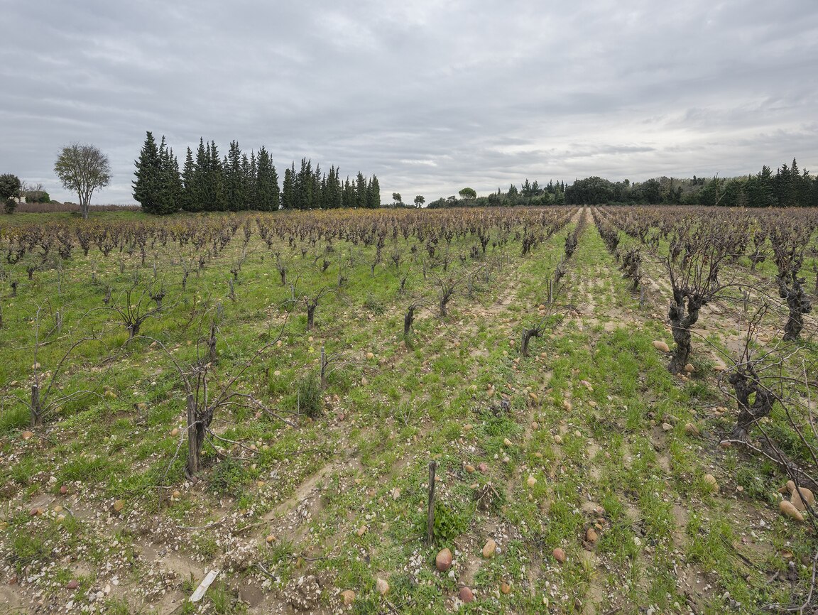 Lire la suite à propos de l’article Tavel, la vie en rosé
