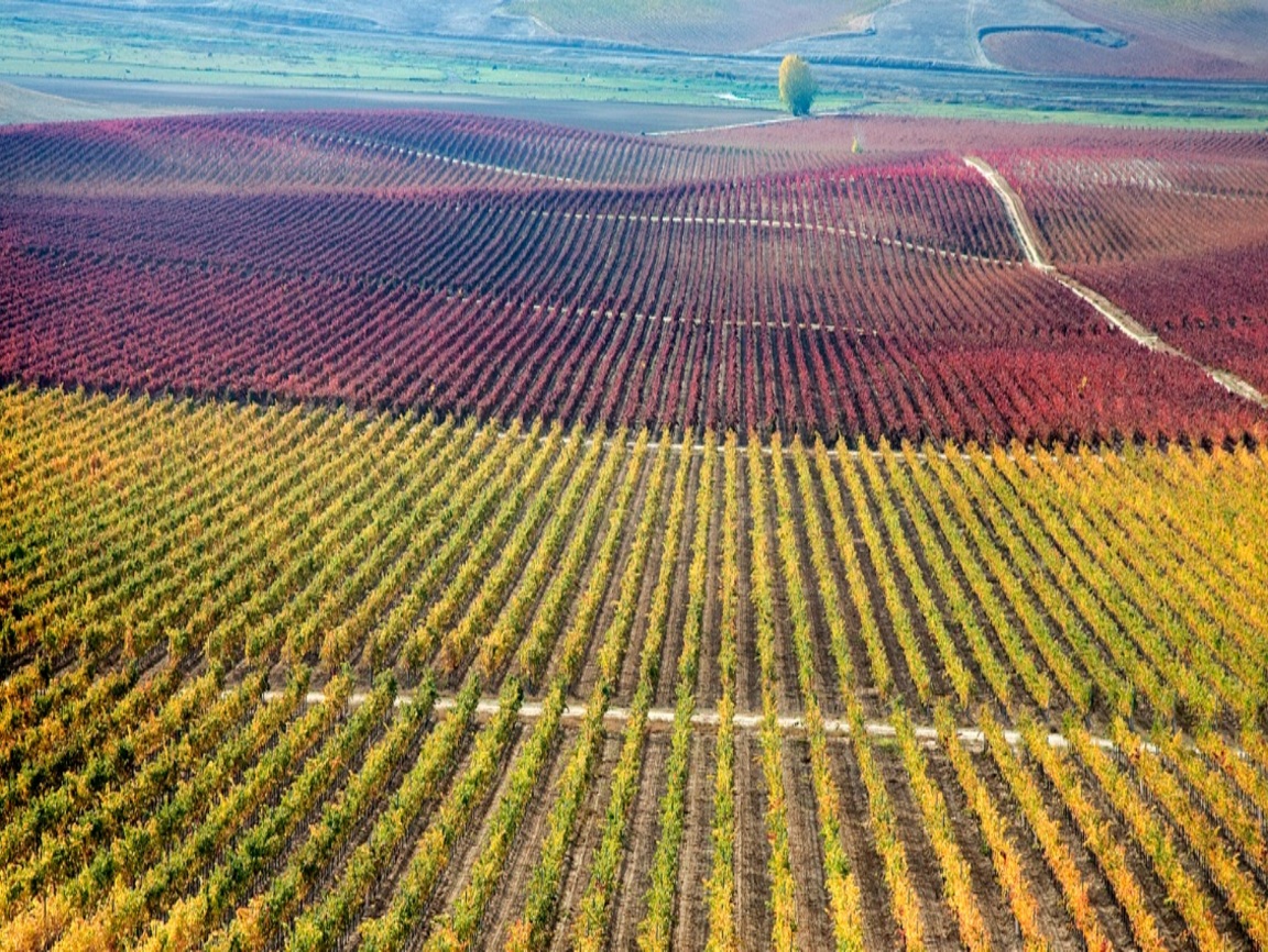 Lire la suite à propos de l’article Rueda, l&rsquo;incontournable verdejo