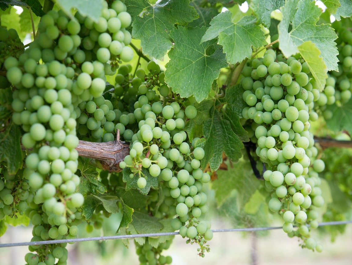 Lire la suite à propos de l’article Le Chardonnay, le cépage caméléon