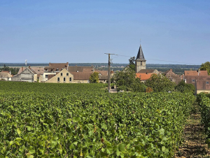 Lire la suite à propos de l’article Vosne-Romanée, seigneur de Bourgogne