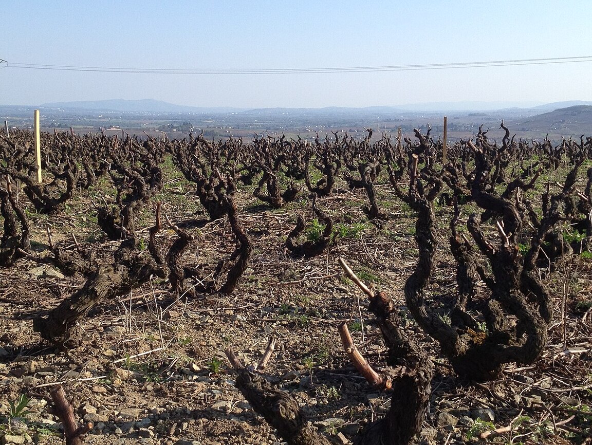 Lire la suite à propos de l’article Morgon, seigneur du Beaujolais