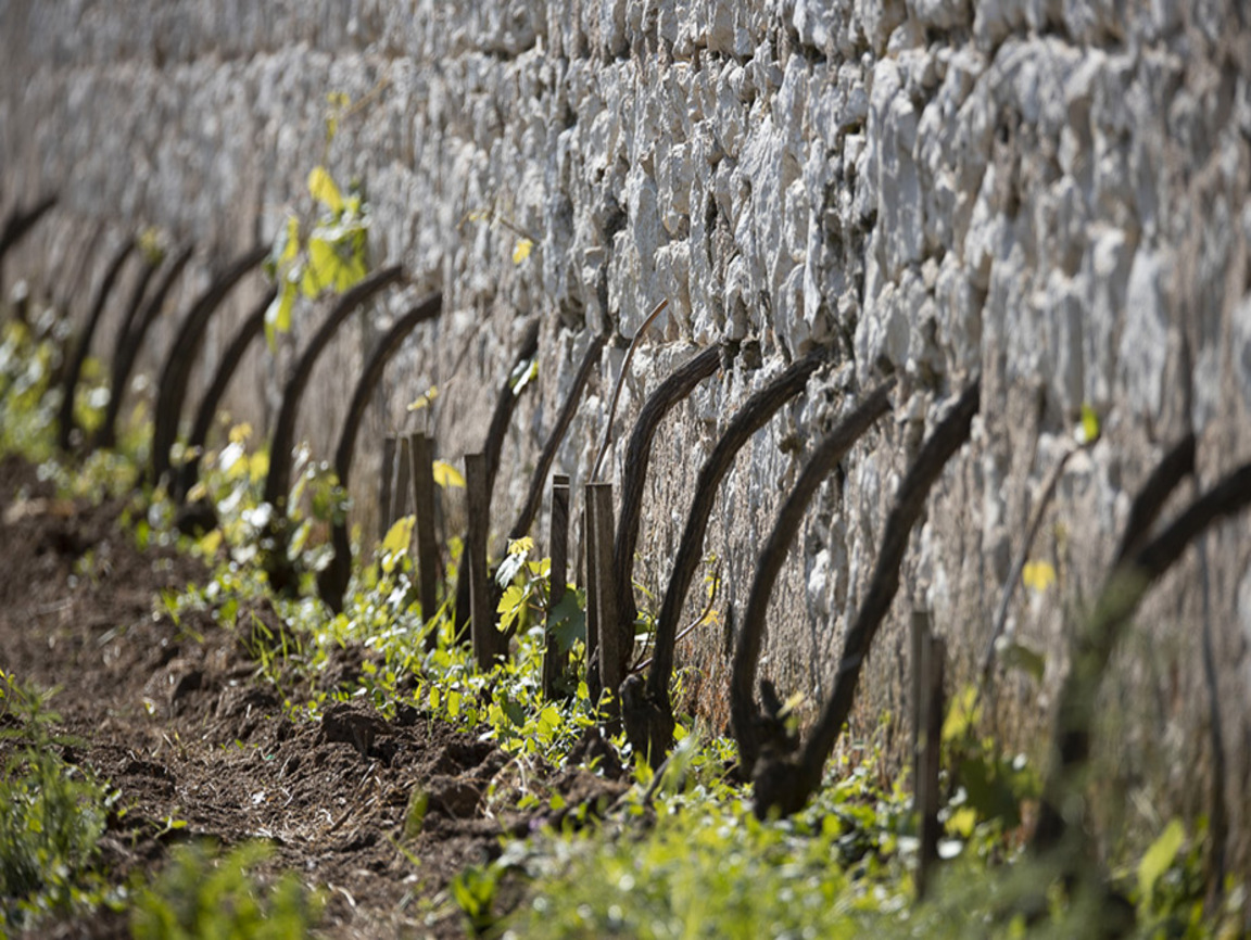 Lire la suite à propos de l’article Story : le clos d&rsquo;Entre les Murs