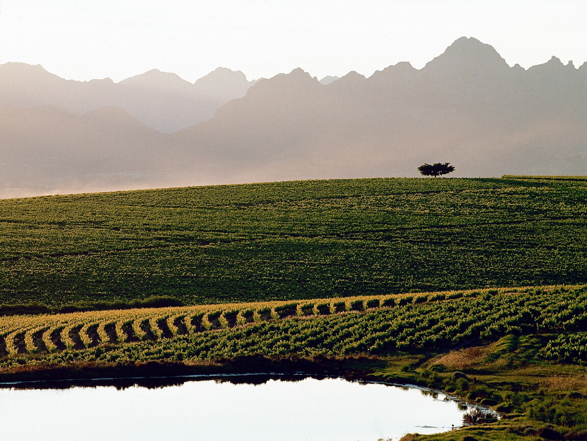 Lire la suite à propos de l’article Pinotage, made in Afrique du Sud